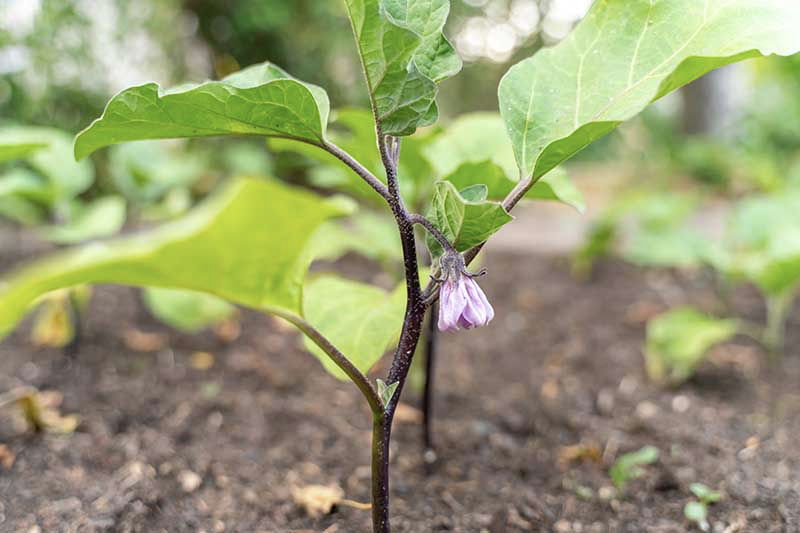 Eggplant Seedling rising from the soil in farm