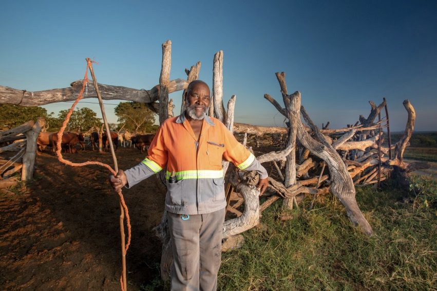 Black farmer standing in front of cattle on his farm 