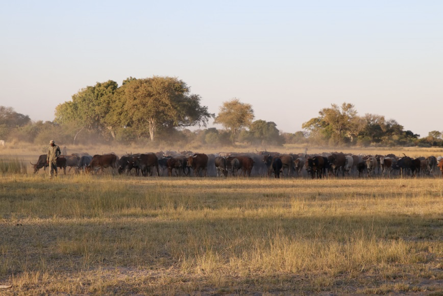 Cattle grazing in field on farm