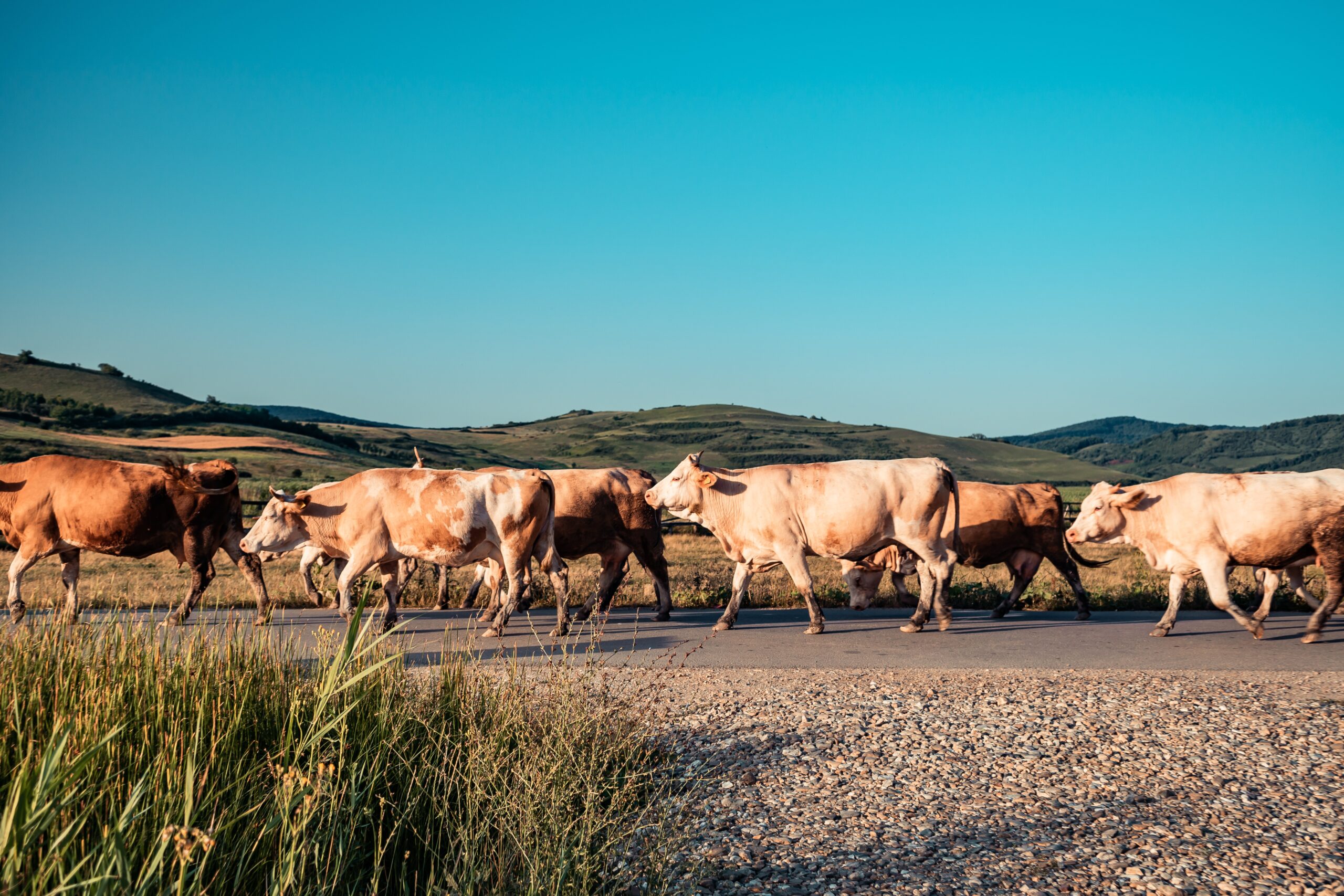 Cattle cows walking on the road on farm.