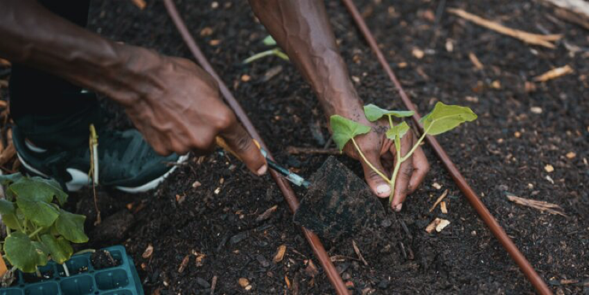 Black farmer planting seeds for Africa in soil.