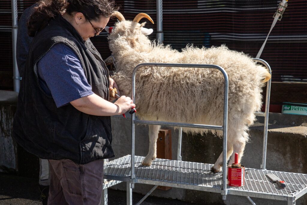 Female vet tending to livestock sheep's hoof.