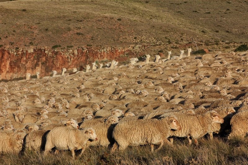 Karoo Sheep