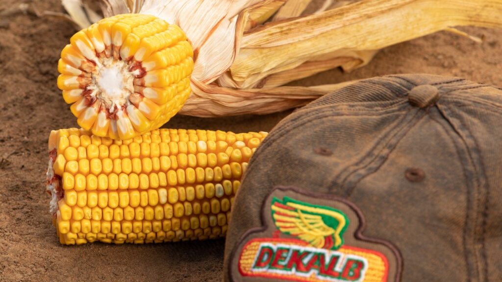Acceleron - DEKALB