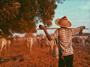 Cattle farmer