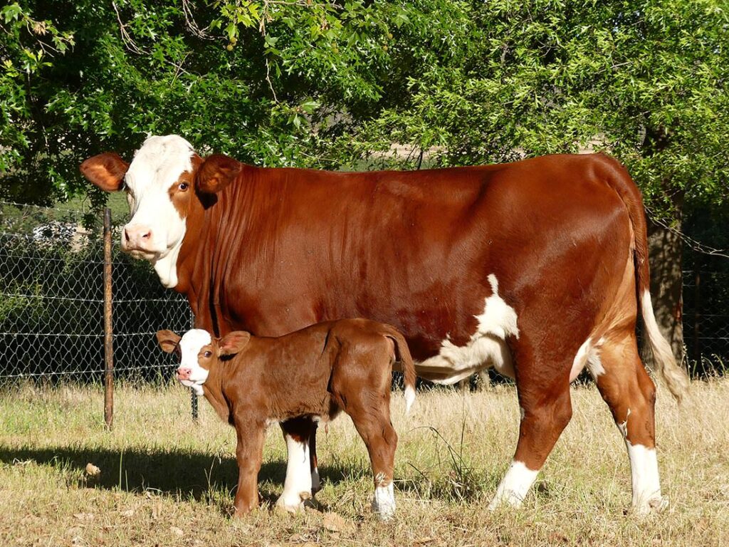 Simmentaller and calf