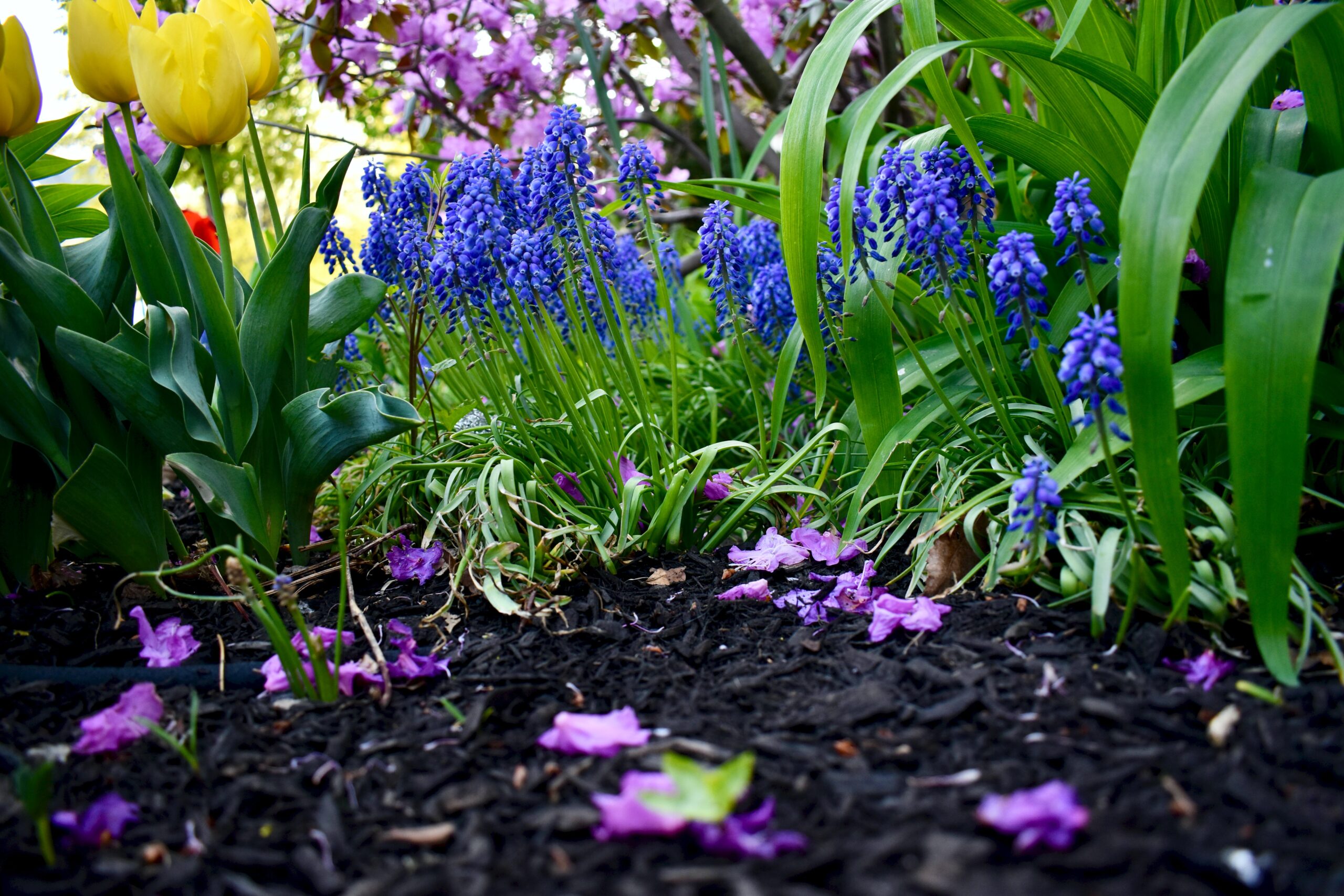 Flower Mulch