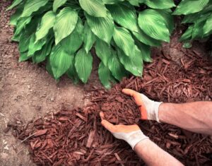 Tree mulch 