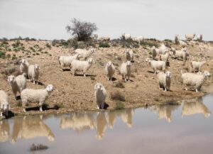 Angora Goats