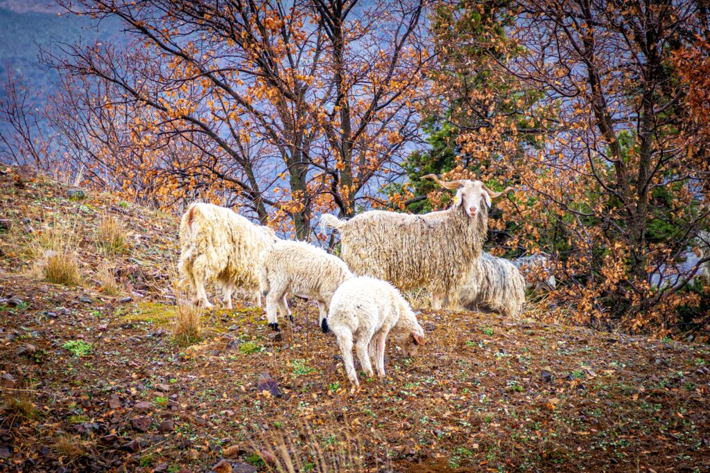 Angora Goats