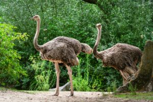 Ostriches