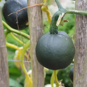 Gem Squash