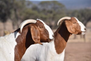 Boer Goats