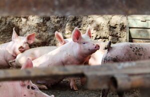PIG FARMING
