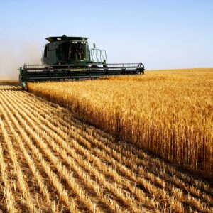Wheat