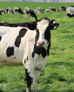 Cow on dairy farm