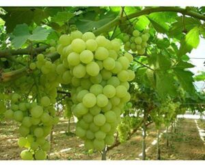 Thompson Seedless grapes (Sultana)