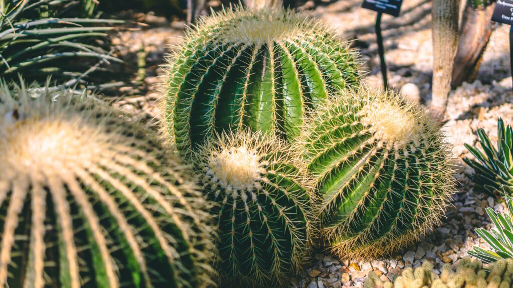 Succulent in the wild