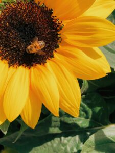 sunflower and bee