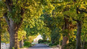 Oak trees