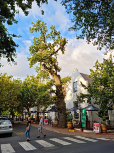 Western cape oak tree