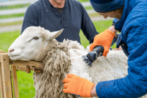 Sheep Shearing