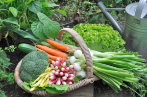 Food garden