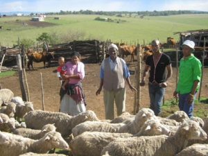 An Eastern Cape sheep farmer with his family and part of the herd.
