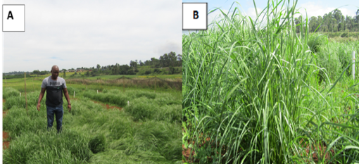 Patrick Rakau evaluating the M2 teff plant trial at the Agricultural Research Council – Cedara research station and B shows Emerson teff plant