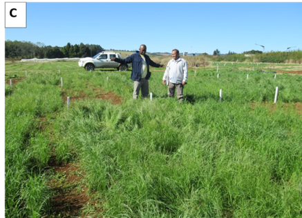 Professor Hussein Shimelis (right) visited Cedara research station - Agricultural Research Council
Animal