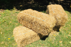 Teff bales for animals