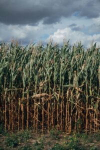 Cane Field