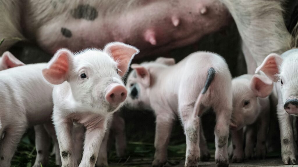 Biosecurity for pigs