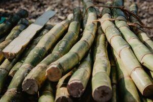 Harvested Cane