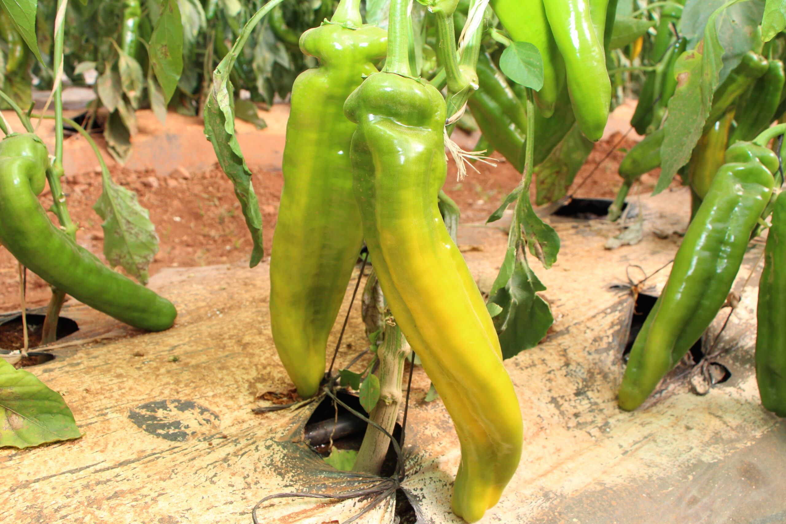 Yellow Sweet Palermo Pepper