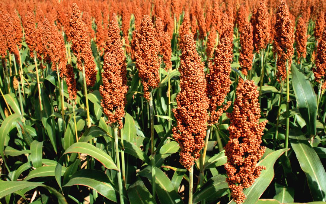 Pannar’s Incomparable Grain Sorghum Package: Harnessing the Potential of PAN 8625 and PAN 8816 Hybrid