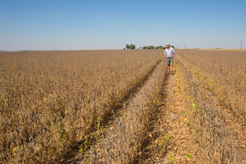 Pannar Soybeans