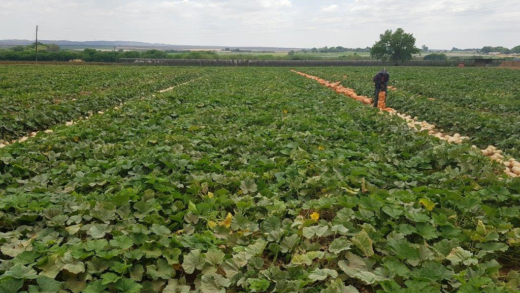 Powdery Mildew on Cucurbits