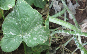 Powdery Mildew