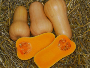 Sakata’s butternut varieties