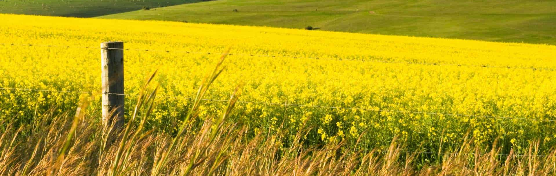 Unstoppable Canola in South Africa: The Best Regional Planting Guide for Higher Yields