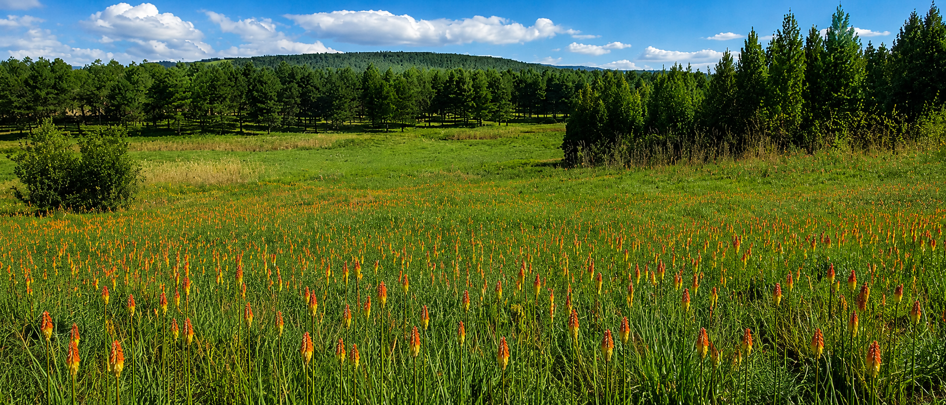 International Day for Biological Diversity on 22 May: How Forestry South Africa Is taking Stewardship and Protecting 300,000 Hectares of Living Landscapes