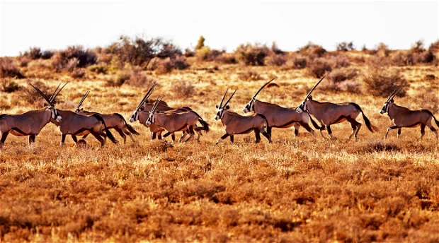 Hunting in South Africa Under the FMD Outbreak: The Essential 2026 Guide for Private-Land Hunters