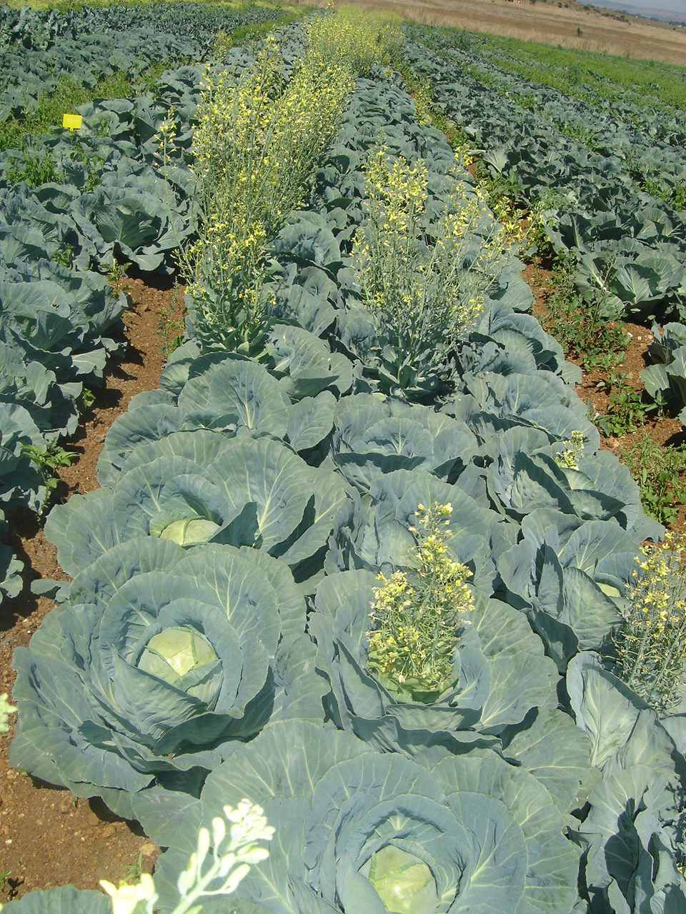 GUIDELINES TO REDUCE WINTER BOLTING IN CABBAGE