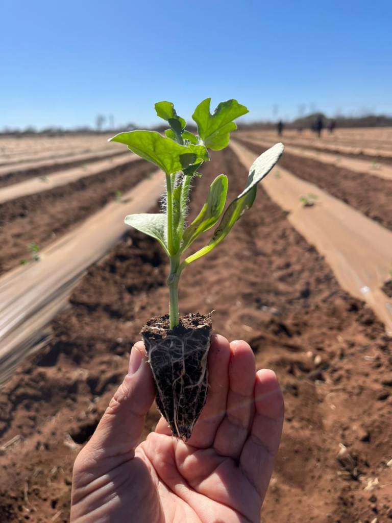 Micronised lime vital before planting