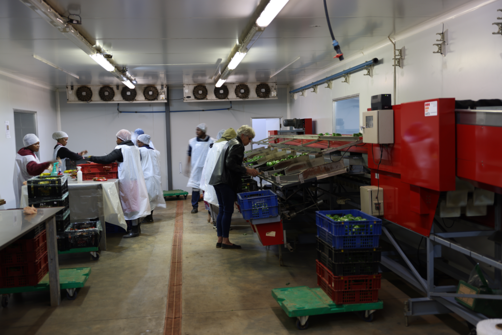 Packing Fresh Peppers at the farmer representing urgent stop in food waste in South Africa from farm to supermarket shelf.