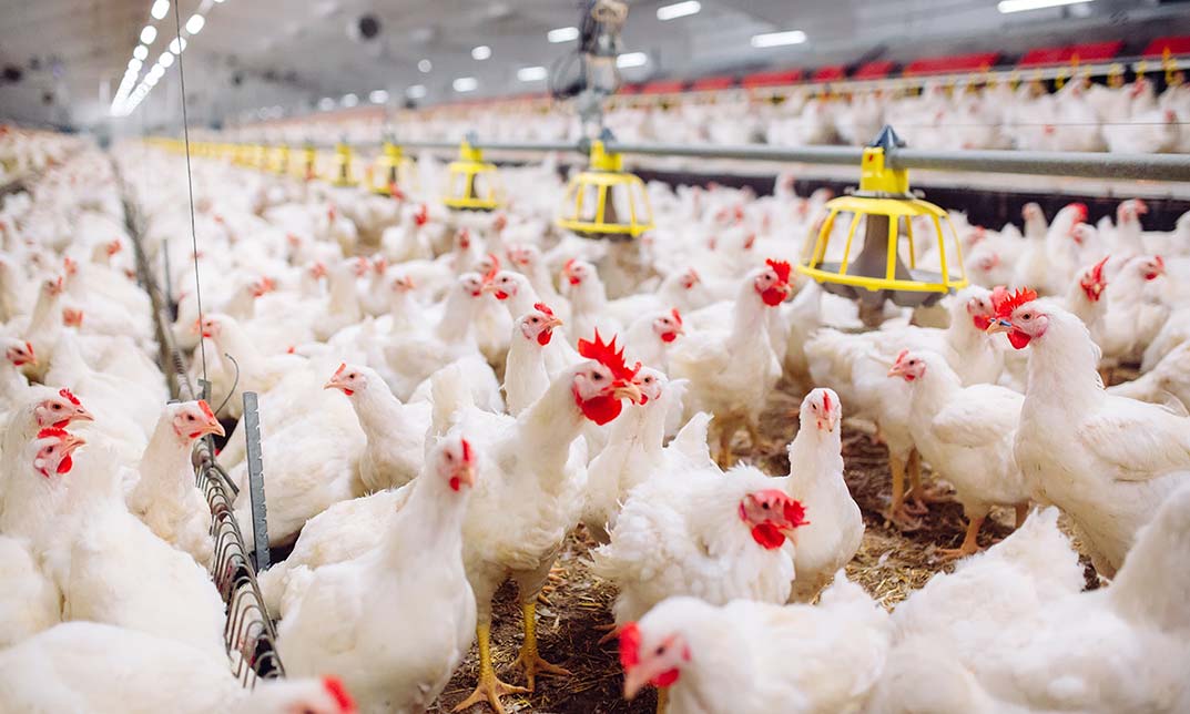 Resilient Broiler Production in South Africa: Imports, Feed Costs and the Road Ahead