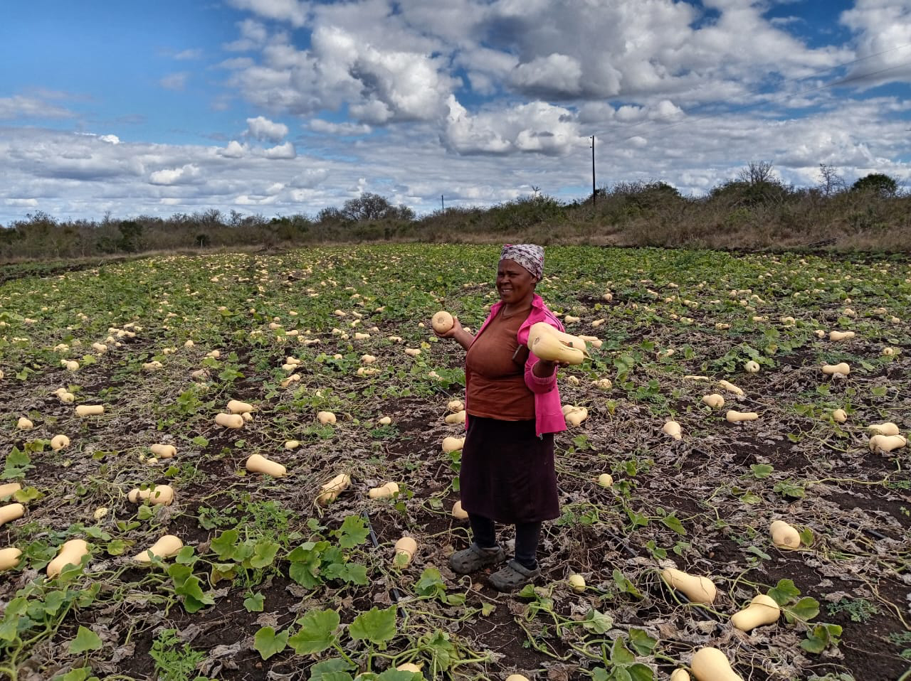 Sakata Atlas butternut farmer in Eswatini holding harvested fruit in a field of mature butternuts.