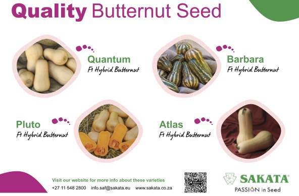 Sakata Amazing Butternut because of amazing quality seed