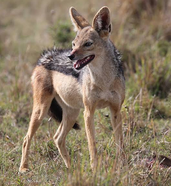 Black-backed jackal standing in South African grassland, highlighting predator threats, livestock losses and the importance of protecting lambs for profitable sheep farming.